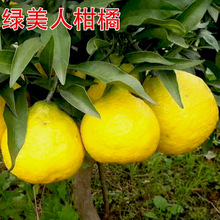 ��С����������¶ �ہ�ˮ �G���˸�������Ʒ�N������޽Ӹ̽�����
