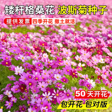 ɣNѲ˹շNļN_׻NӾ^ܷN