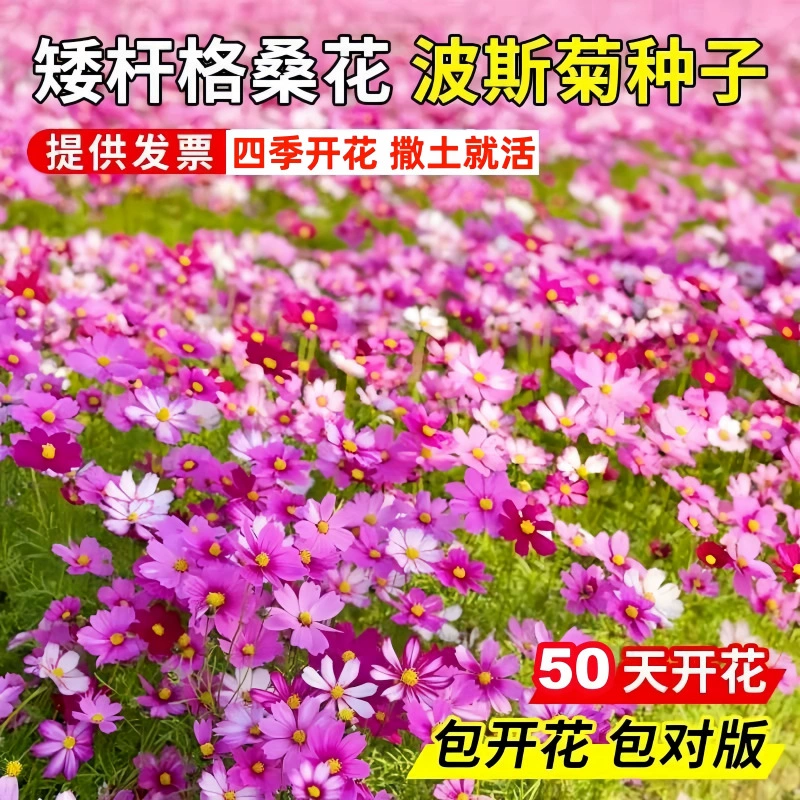 Семена Гесанга Семена Космоса Посев четыре сезона