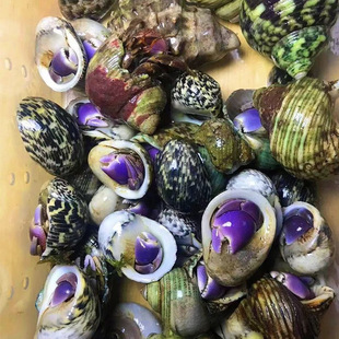 Wholesale Street Stall Short-Arm Hermit Crab Strawberry Terrestrial Blackberry Hermit Crab Live Gray-White Stall