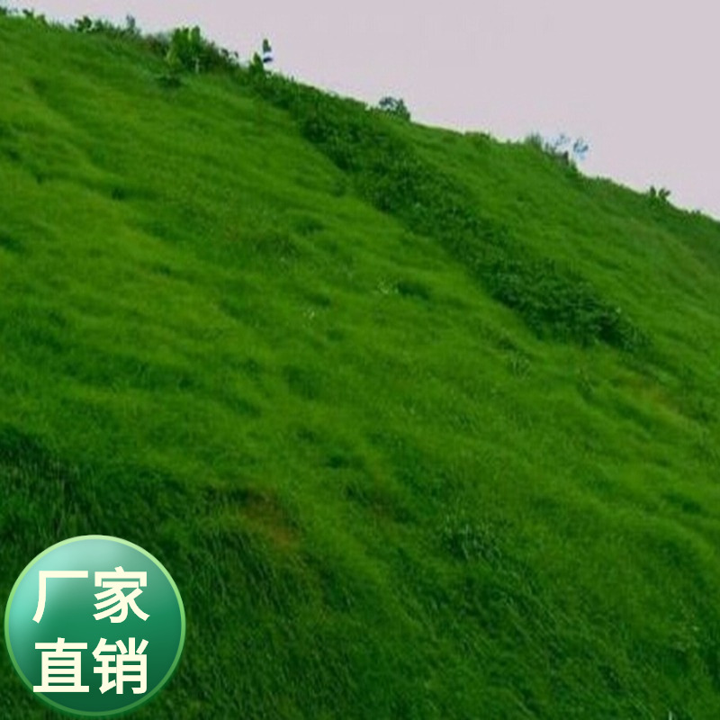 批发草坪草籽 狗牙根别名 马尼拉  天堂草 巴根草 铁线草等