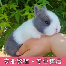 宠物兔活物茶杯长不大不咬人迷你侏儒儿童养猫猫兔荷兰垂耳兔