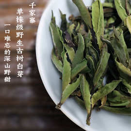 批发白茶2025头春野生白茶鲜香甜的云南千家寨古树野生白茶散茶