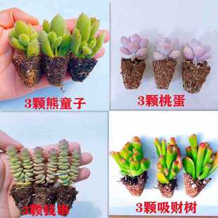 ���������ײ��҃�С�����ҵ���ؔ���X����ͯ�����B��Gֲ