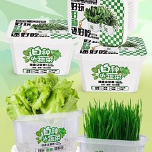 小学生儿童植物观察盒绿豆芽生长种植水培盆栽幼儿园实验作业