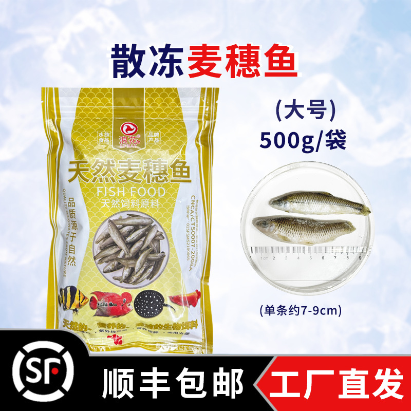 500g cá lúa mì (cỡ lớn)