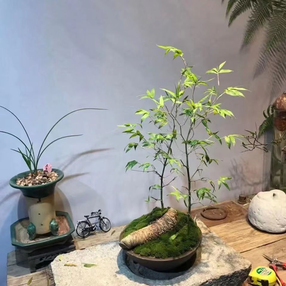 小叶簕竹花卉大全养不死簕竹老桩富贵竹绿植盆栽室内好养簕竹盆景-阿里巴巴