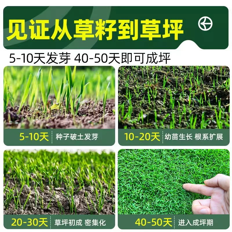 狗牙根草坪草籽百慕大净籽四季常青耐寒耐旱绿化护坡固土草种子