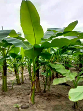 ͥԺ���;Gֲ���ܰŽ��� �����ͺ��^�p�Ž��������Դ��~ֲ���҃�