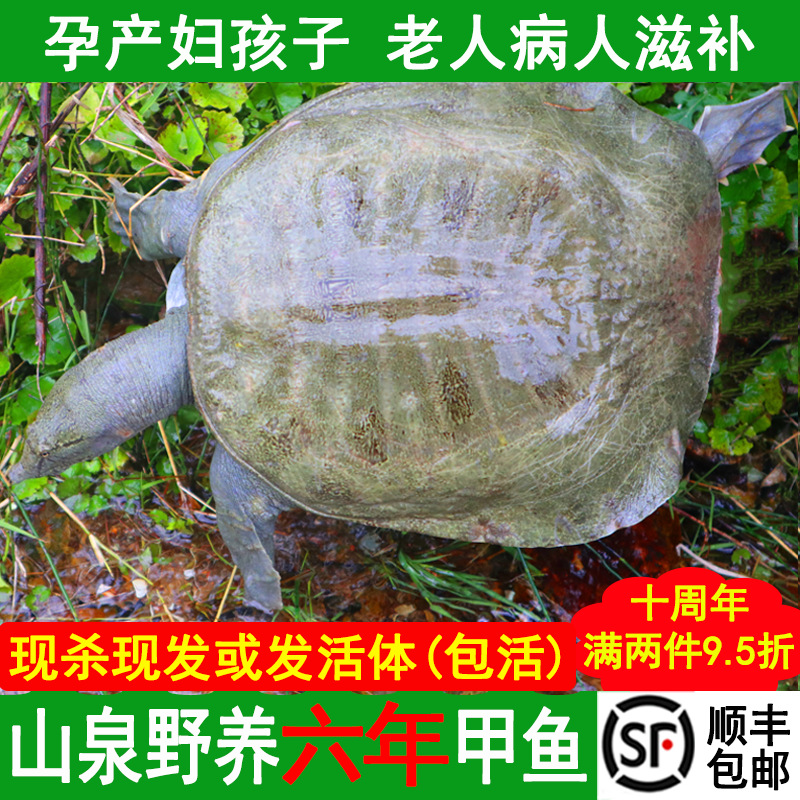 湖南甲鱼鲜活现杀生态野外中华老鳖汉寿活体甲鱼团鱼食用王八水鱼
