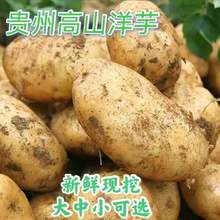 貴州高山洋芋農家自種新鮮大中小號威寧黃心土豆馬鈴薯洋芋種10斤