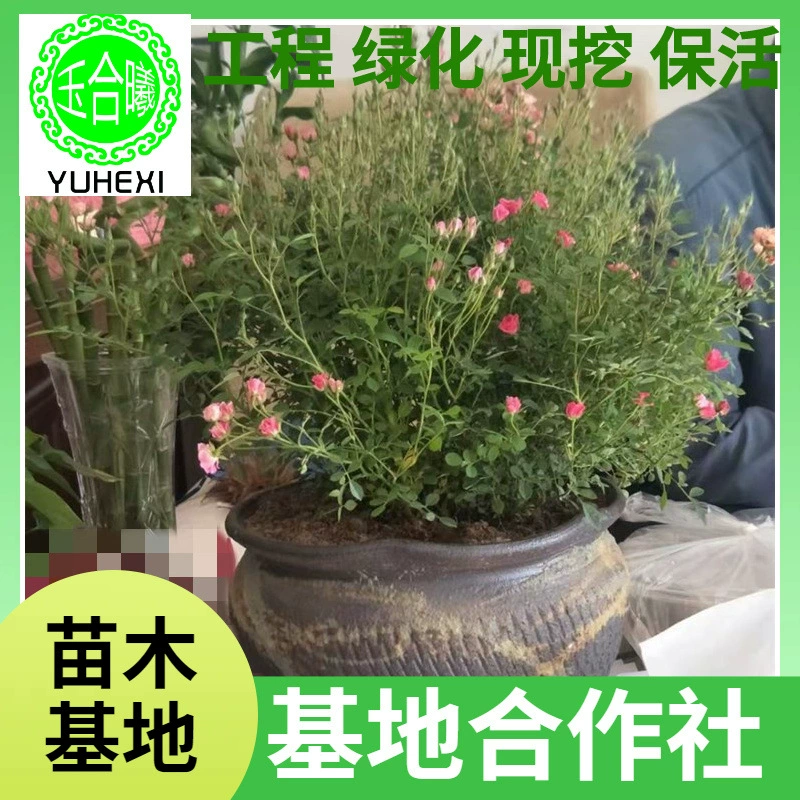 Основа поставляет ультратонкие розовые горшечные растения. Новые многоголовые мини-розовые розы, выращенные из семян, долго цветут в одном году.