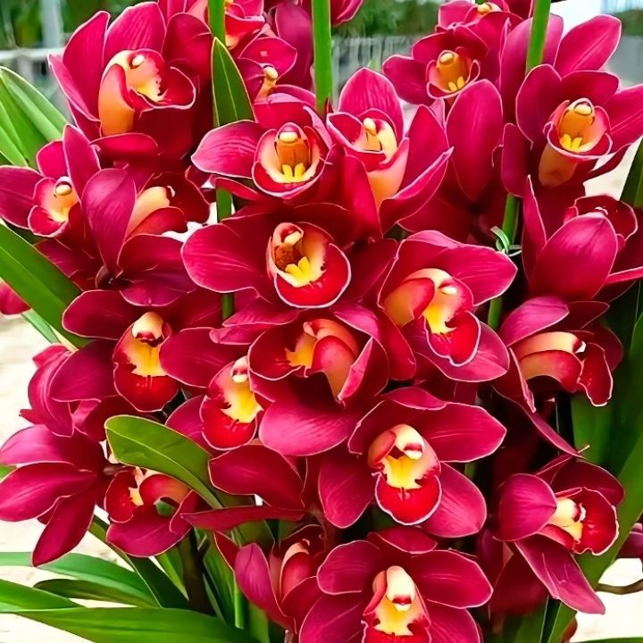 Cold-Resistant and Heat-Resistant Orchids That Bloom in All Seasons, Strong-Scented Orchids, Indoor Orchids, Potted Green Plants and Florals for the Living Room