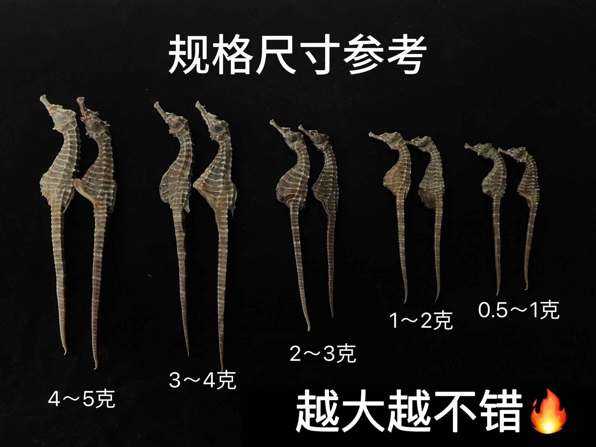 Dried Seahorse for Soup and Wine Soaking Traditional Chinese Tonic 0.5-5g Sizes overview