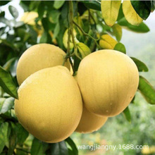 ���Ә���t�ļt�����ּ޽����t���ֹ�������Ϸ������Nֲ����Y��