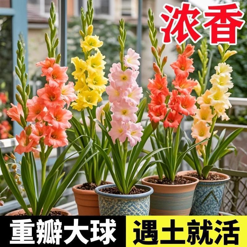 进口剑兰种球切花室内外庭院唐菖蒲种四季耐寒多年生带牙球根花卉