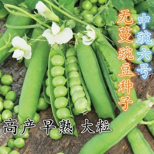 �㶹��N�߲��㶹�N�Ѽ�ѿ��˷N�ӷN���ļ��Nֲ���붹�N�붹����