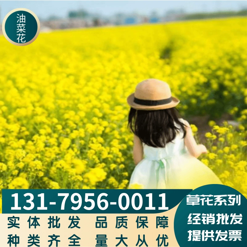 Травянистые цветы, рапс, семена цветов, цветы, озеленение морского ландшафта, полные сорта, большое количество, льготный наложенный