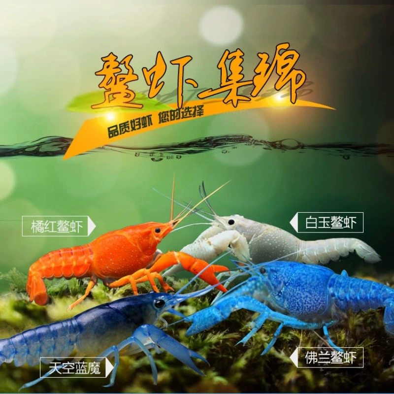 Декоративные раки, аквариумные креветки, домашние животные, свежие небесно-голубые волшебные креветки, пресноводные, большие синие раки, рассада, креветки с узором дракона, две