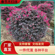 һ�����l�t����ľ�����ͥԺ�G��ֲ���ļ�����t���^ľ�^�~��ľ�^