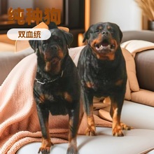 ���l�����pѪ�y��ϵ�_���{�����o�lȮ����Ȯ���N�������̻��w����