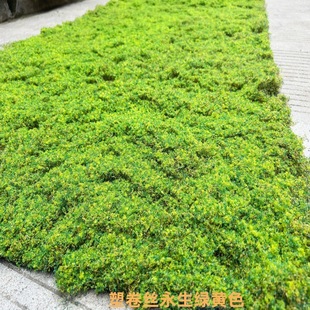 Ʒ�N�����ֲë����̦�\��̺��ƺ������̦���־��^�@��ܛ�b�Ļ��^