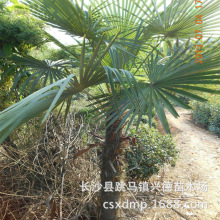 批发湖南棕榈 高度1-3米 湖南棕树价格 成活率高 价格实在