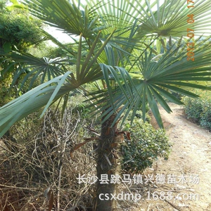 Оптовая высота Hunan Palm Palm Высота 1-3 метра Хунэн-коричневый ставка цены на дерево высока, а цена реальна