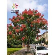 ͥԺͺGL󻨘@е·Sɽ仨С