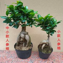 盆栽;灌木;种子