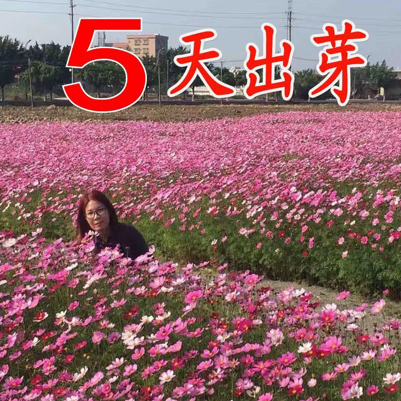 [Космос Семена хризантемы для машиностроения оптом] Семена цветов Gesang Красочные Четыре сезона Цветение Легко жить Семена цветов