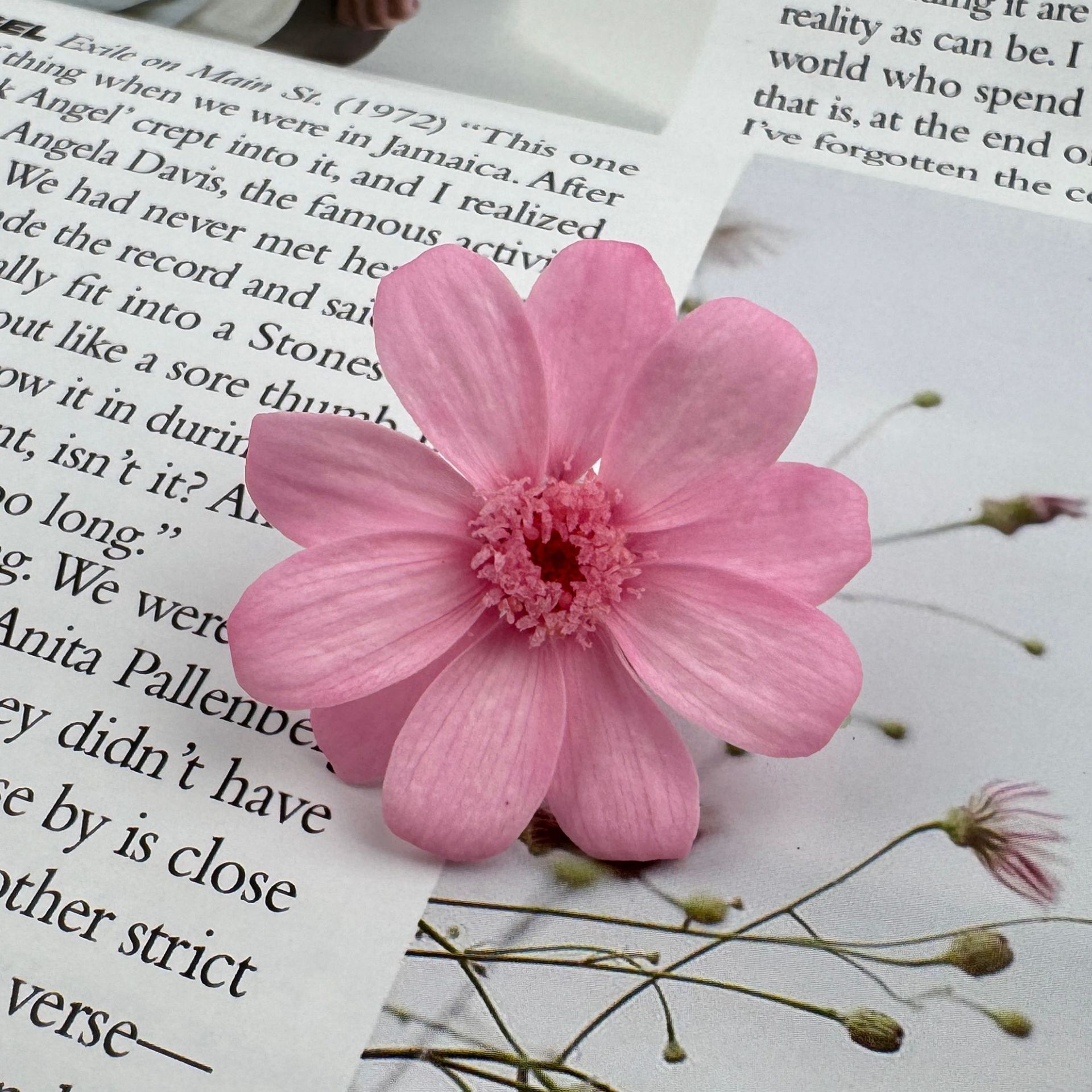 Flor eterna, zinnia, flor real, pequeño crisantemo salvaje, flor de ensueño 12/caja de flores