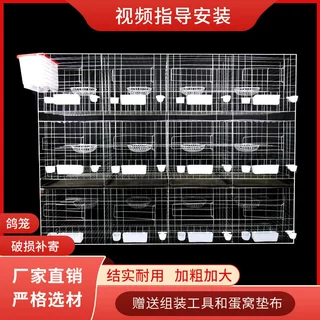热镀锌加厚养殖鸽笼肉鸽种鸽繁殖配对笼带料盒砂杯鸽窝养殖场定制
