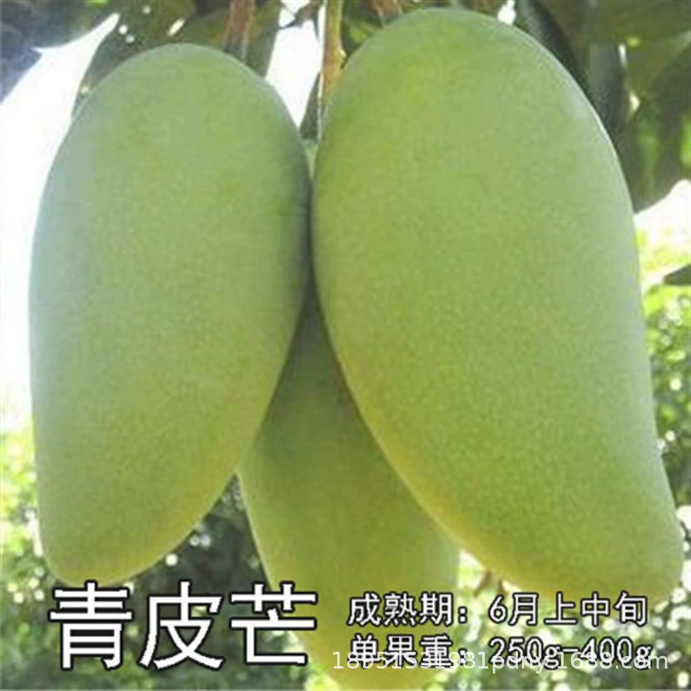 Красная слоновая кость Манго Рассада Прививка Четыре сезона Монгольский Золотой Хуанманг Императорская наложница Манго Рассада Карликовый двор Итоги года