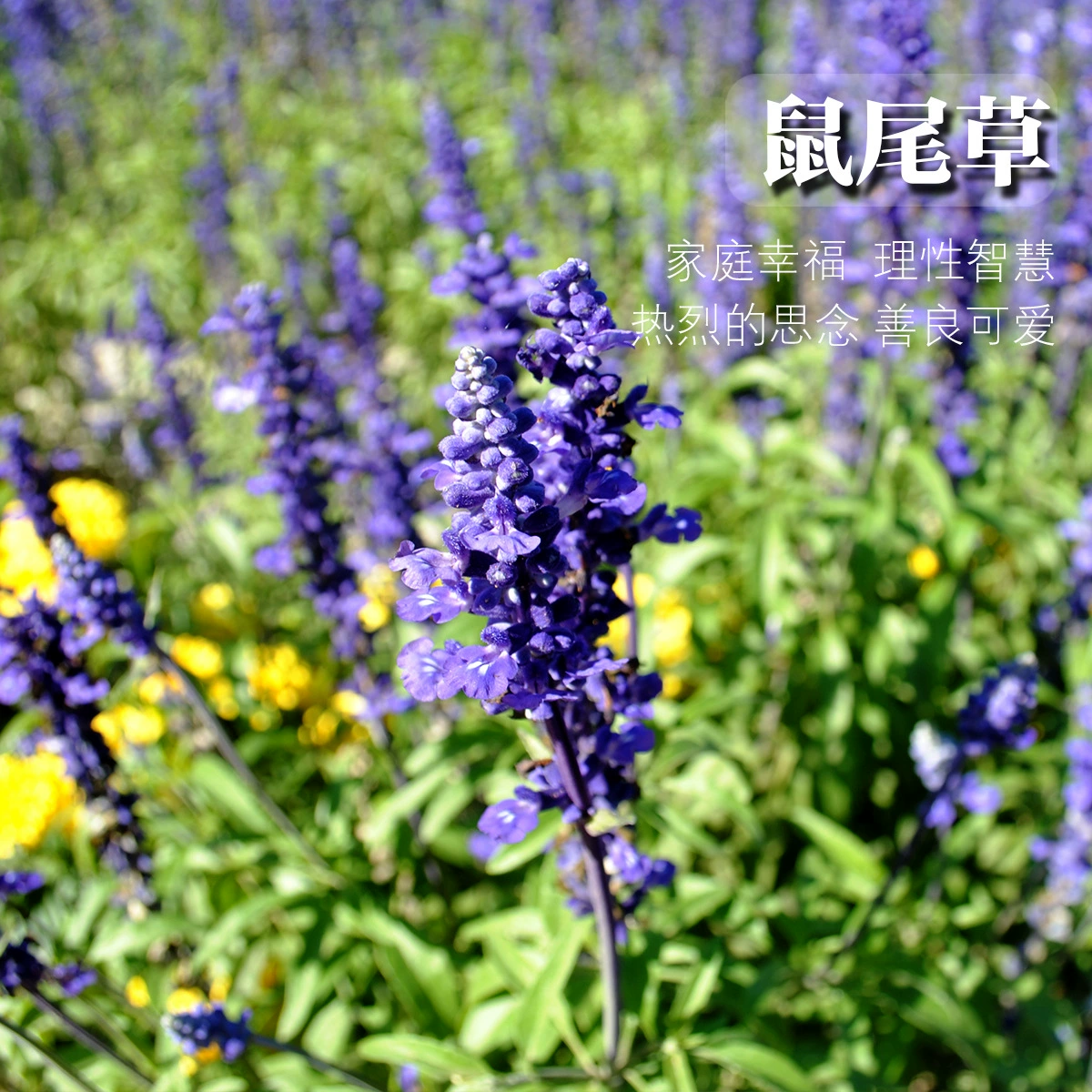 Семена многолетней шалфея, многолетние цветы для ландшафтного озеленения, садовые растения в горшках, семена цветов, цветочный ландшафт, цветочное море