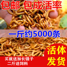 面包虫活体 黄粉虫活虫 鹦鹉鱼 金龙鱼 乌龟 画眉鸟石蛙饲料包邮