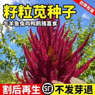���������{�N�Ӄ��|�����Ѹߵ���ǧ����Bֳ�u���Z����ϲʳ�{����