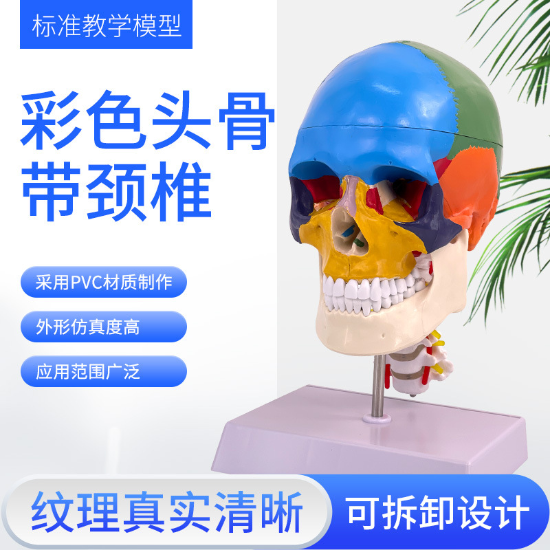 彩色头骨附颈椎-蓝蝶