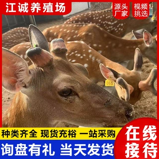 梅花鹿幼苗多少钱一只景区观赏迷你梅花鹿活体出售租赁亲人梅花鹿