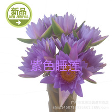 睡蓮切花 睡蓮切花批發 促銷價格 產地貨源 阿里巴巴