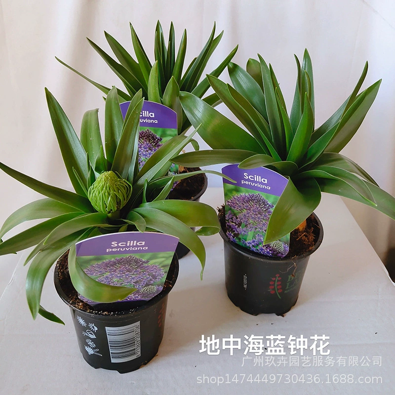 Средиземноморский синий колокольчик цветок шар корень в горшке комнатный и открытый цветок зеленое растение цветочная клумба адаптируемость база прямые продажи