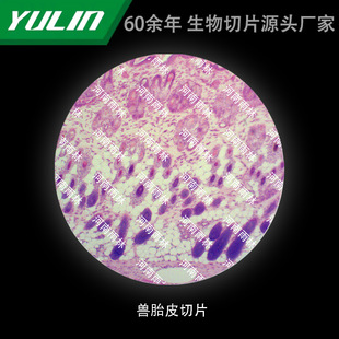 Beast Fetal Skin Slicing University Medical School Use Tissue Disease Marble Wax Slide Specimen Microscope
