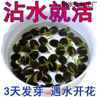 ��ɏ�N�߲������ɫˮ�໨��ˮ�B�ļ�ɏ���ɻ��Nɏź�Gֲɏ��