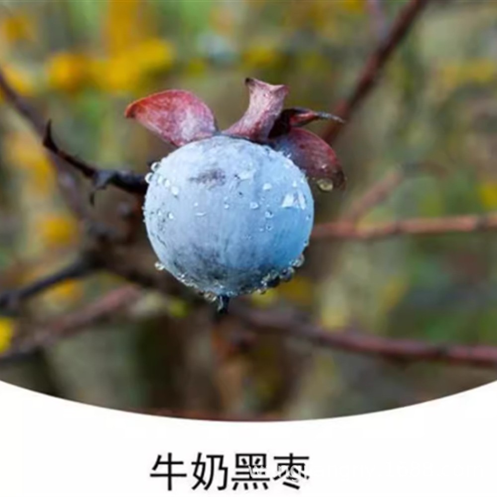 牛奶丁香黑枣软枣无核新鲜非大乌枣君迁子特产新小柿子新鲜树苗