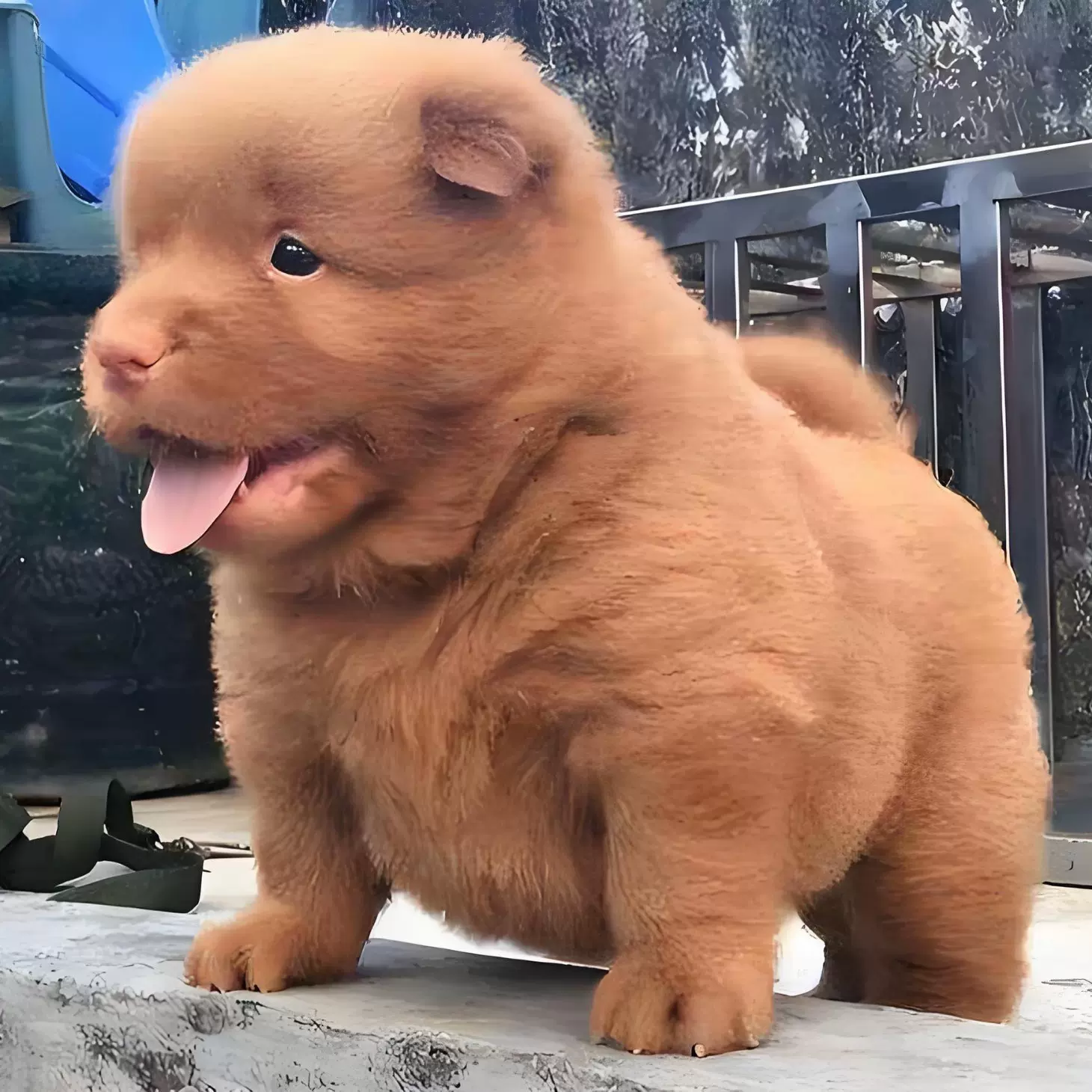 纯种五红犬活体幼犬狗狗中型土松犬五红宠物犬土猎犬幼崽小狗活物