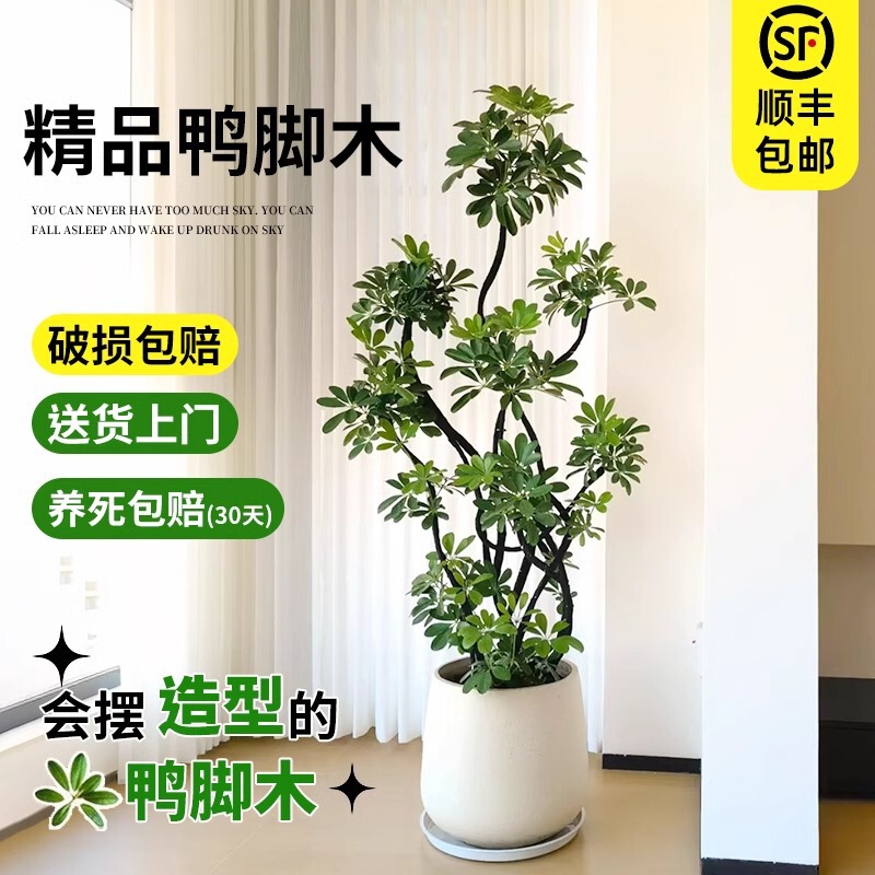 Large Indoor Potted Plant of the Evergreen Plant Schefflera Arborvitae for the Living Room, Floor-Standing Design