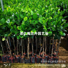 ̩���t�Ⲥ�}�ۘ������Լ޽��纣�ϼt����ɏ��ˮ��������ļ��Nֲ