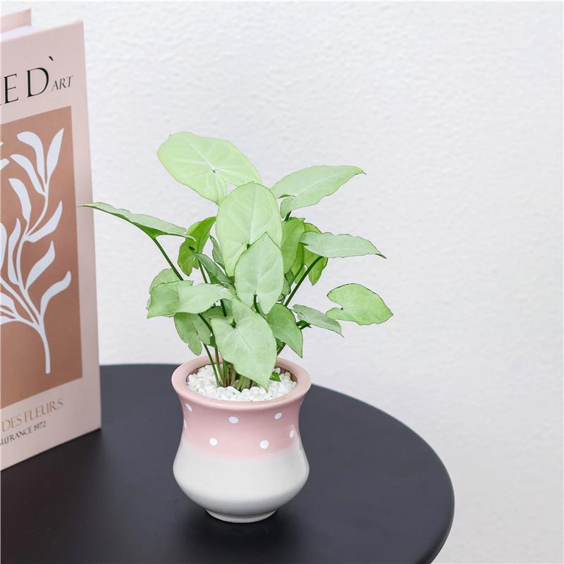 白蝴蝶合果芋+粉色小蛮腰白点盆+白沙+接水盘
