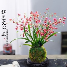 香水文心兰花苗现带花苞梦香浓香年宵花卉苔藓球懒人盆栽植物绢花