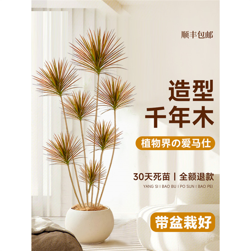 千年木客厅绿植大型植物盆栽造景室内七彩铁龙血树落地式好养真树